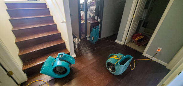Best Mold removal after water damage  in Niceville, FL