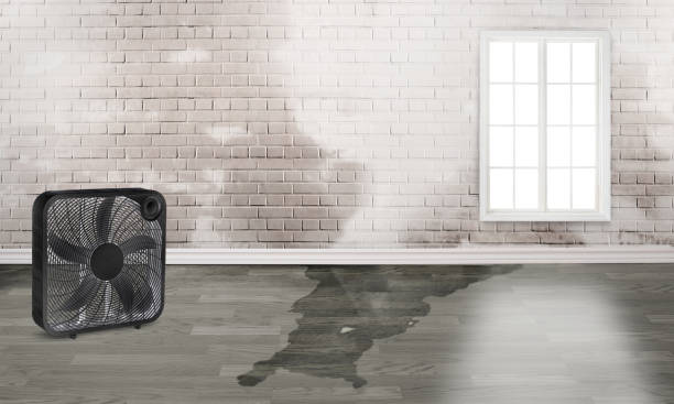 Carpet water damage restoration in Niceville, FL